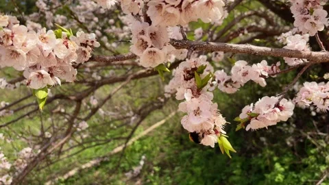 A beautiful tree covered in delicate white blossoms in spring. The flowerin.. Stock Footage 345833894
