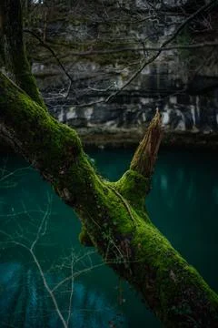 Beautiful tree covered in grass Stock Photos
