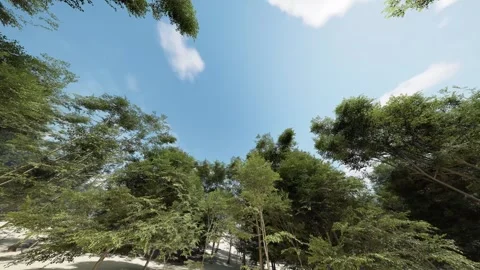 Beautiful tree crown view from below to the sky. Autumn trees view from the Stock Footage 270045082