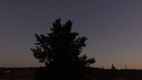 A BEAUTIFUL TREE IN DARK SKY Stock Footage 150377272