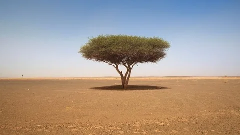 A beautiful tree in the desert Stock Footage 125248765