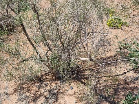 Beautiful Tree In The Desert. Haloxylon. Stock Photos