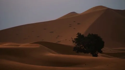 A beautiful tree in the desert Morocco Stock Footage 125248720