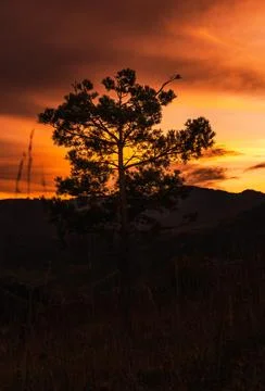 Beautiful tree during sunset Stock Photos