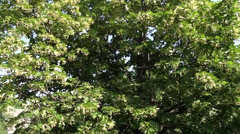 A beautiful tree is by an early summer on a background sky Stock Footage 39719105