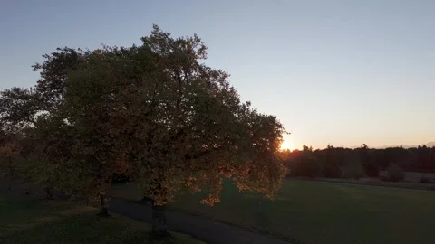 Beautiful Tree in Fall at sunset. 스톡 동영상 254459775