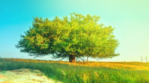 Beautiful tree in the field with sun shining Stock Footage 64268667