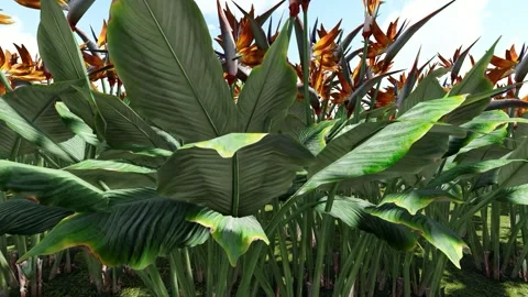 Beautiful Tree with flower Stock Footage 338117475