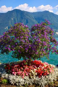 Beautiful tree with flowers Stock Photos