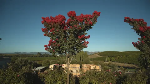 Beautiful tree Stock Footage 45252738