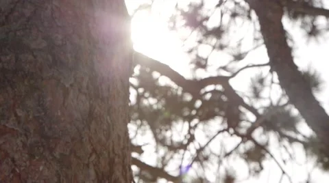 Beautiful Tree Stock Footage 51510154