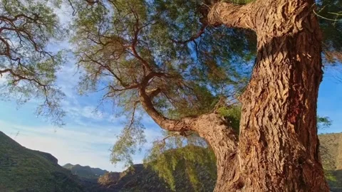 Beautiful tree 库存影片 242402432