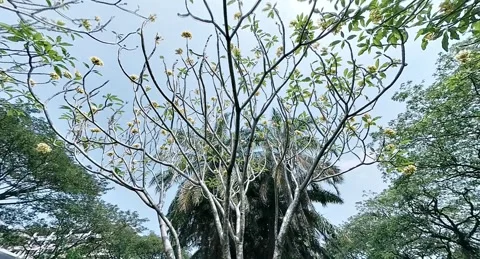 The Beautiful Tree Stock Footage 279730360