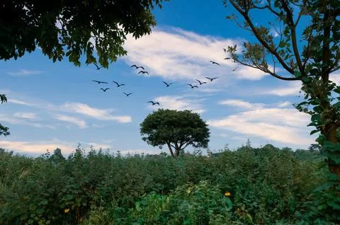 Beautiful tree in forest and flying birds in sky. Stock Photos