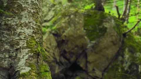 Beautiful tree in forest captured with smooth camera movements Stock Footage 62673937