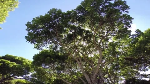 A beautiful tree in the forest Video stock 40386830