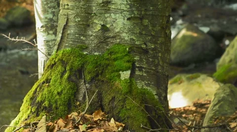 Beautiful tree in forest Stock Footage 62673901