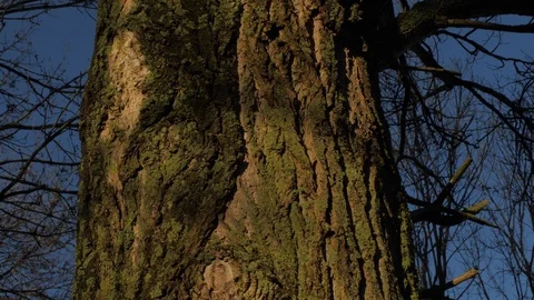 Beautiful Tree in Forest Video stock 100411298