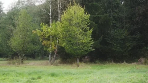 Beautiful tree in forest Stock Footage 261419461