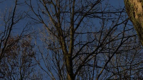 Beautiful Tree in Forest Panning Video stock 100411278