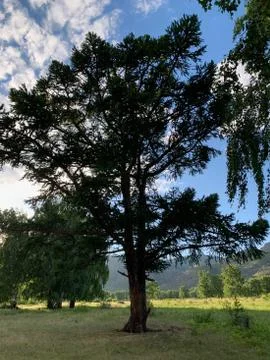 Beautiful tree in the forest Stock-Fotos