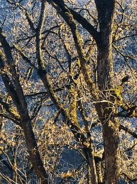 Beautiful tree in the forest Stock-Fotos