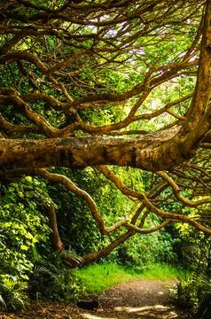 Beautiful tree in the forest Stock Photos