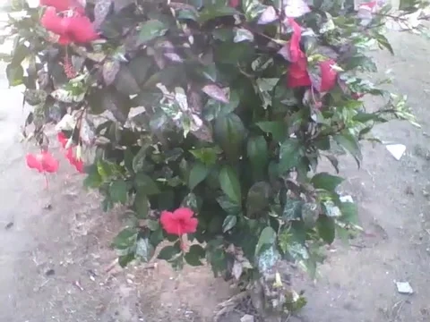 A beautiful tree full of red hibiscus flowers, very cute! Stock Footage 166432726