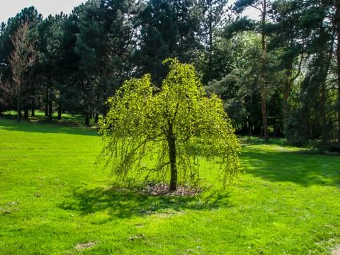Beautiful tree on a grass with tree in background Stock Photos