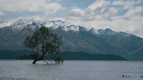 Beautiful tree growing out of mountain lake 動画素材 140611984