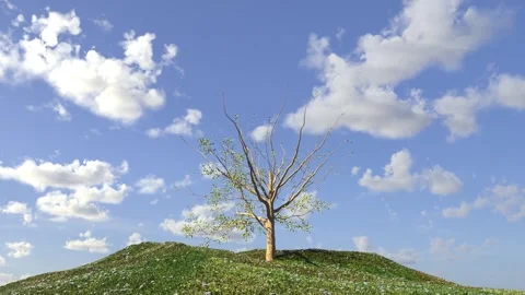 A beautiful tree grows and blossoms against a background of a bright sky, 3D Stock Footage 260898579