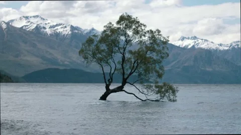 Beautiful tree grows out of mountain lake Stock Footage 140611990