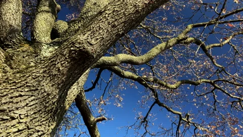 Beautiful tree on the hill Stock Footage 144380642