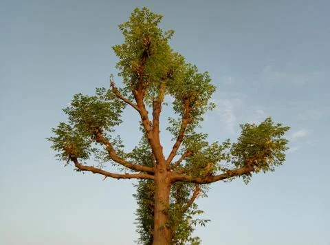 Beautiful Tree image withe Blue sky Stock Photos