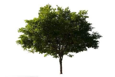 Beautiful tree isolate on the white background. for use in architectural desi Stock Photos