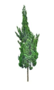 Beautiful tree isolated on white background Stock Photos