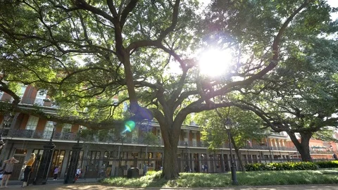 Beautiful Tree in Jackson Square, New Orleans Video stock 96167872