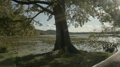 Beautiful Tree at the Lake Stock Footage 143333581