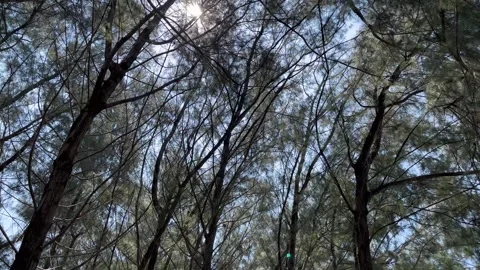 Beautiful tree landscape background. Trees grow thickly. Stock Footage 305758364