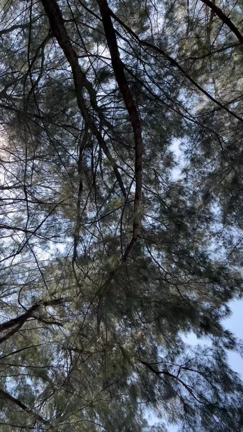 Beautiful tree landscape background. Trees grow thickly. Stock Footage 305758366