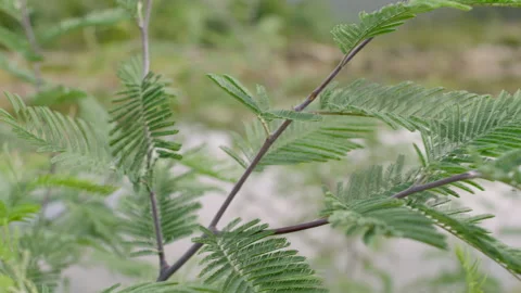 Beautiful tree leaf, Australia, NSW, Snowy Mountains River Stock Footage 240839285