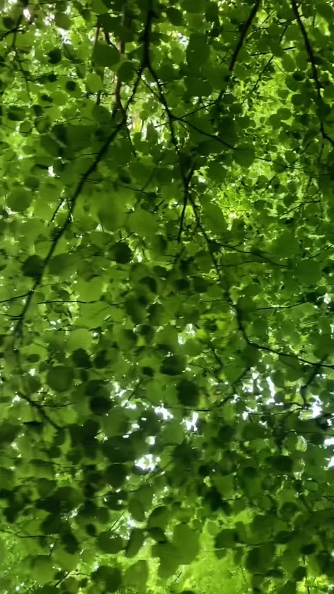Beautiful tree leafs and foliage, looking up, pattern motion view vertical Stock Footage 340884971