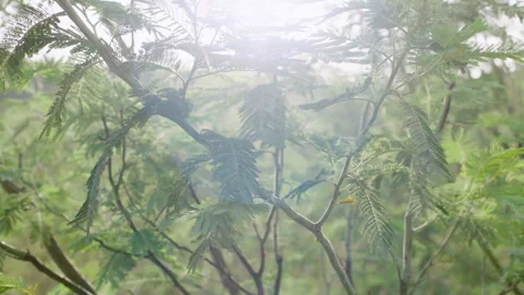 Beautiful tree leafs, Snowy Mountains River, Australia, NSW Stock Footage 240839532