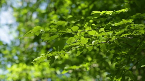 Beautiful tree leaves 库存影片 91325530