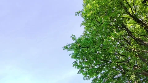 Beautiful Tree Leaves, Moving with the Wind Stock Footage 131201983