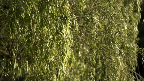 Beautiful Tree Leaves with some breeze in 4K Vidéo 336649101