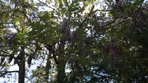 Beautiful Tree with Lens Flare Stock Footage 223203065