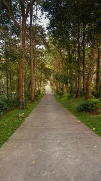 Beautiful tree-lined concrete pathway Stock Photos