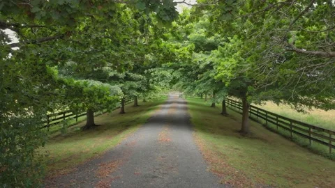 Beautiful Tree lined country road Vidéo 147627545