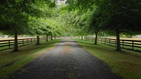 Beautiful Tree lined country road Stock Footage 147631672